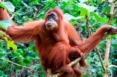 3 Orang Utan Mati Terbakar, Polisi Tetapkan Seorang Tersangka