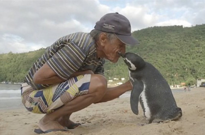 Demi Ketemu Pria Ini, Seekor Penguin Berenang 8 Ribu Km Tiap Tahun