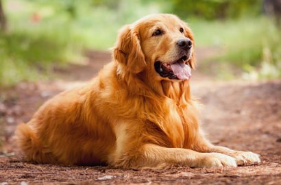 Heboh Anjing Bawa Motor Matic, Asli atau Editan?