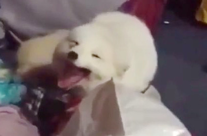 Lucunya Anjing Ini Tertawa Layaknya Manusia Bikin Heboh Netter