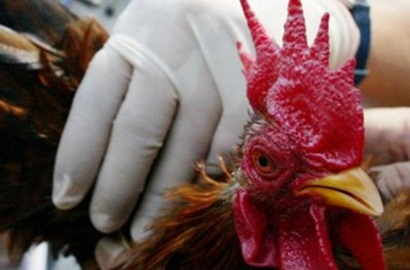 Puluhan Unggas Mati Mendadak, Ahok Waspada Flu Burung di Jakarta