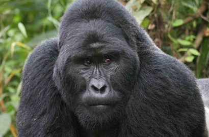 Ngeri, Seekor Gorila Berusaha Serang Pengunjung di Kebun Binatang