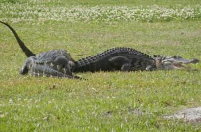 Seram, Dua Alligator Ini Serbu Lapangan Golf dan Saling Gigit