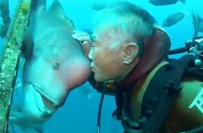 Saling Sapa Hingga 25 Tahun, Kakek Penyelam Ini Bagai 'Kekasih' Seekor Ikan