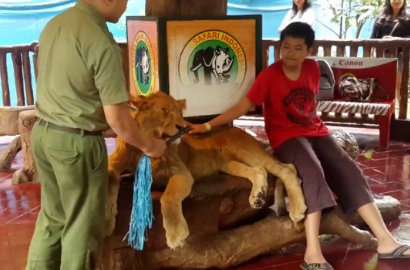 Bantah Bius, Taman Safari Bogor Sebut Singa yang Diajak Foto Sedang Tidur