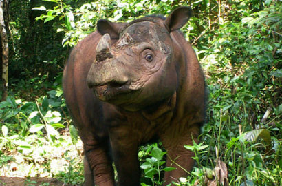 Miris, Begini Kronologi Kematian Badak Sumatera di Kalimantan