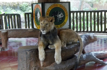 Taman Safari Bogor: Singa Diajak Foto Pengunjung Itu Wajar