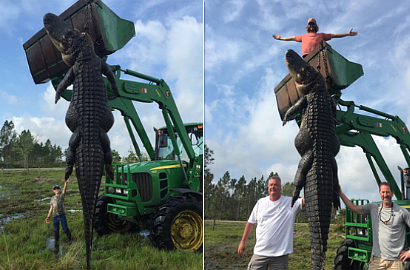 Telan Seekor Sapi, Buaya Raksasa 4,5 Meter di Florida Ditembak Mati