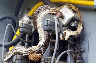 Ngeri Foto Ular Makan Ular Mati Kesetrum di Kotak Listrik