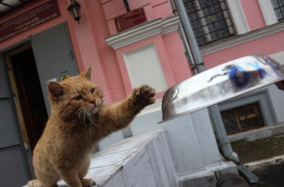 Kocak, Begini Awalnya Kucing Ini Jadi Staf Penyambut Museum di Rusia