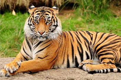 Satu Lagi Harimau Mati, Pihak KBS Tunggu Hasil Uji Laborarium
