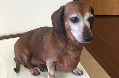 Kelewat Gendut, Anjing Berbobot 15 Kg Ini 'Dipaksa' Diet dan Olah Raga