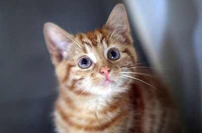 Bikin Heboh, Kucing Kembaran Garfield Ini Pamer Bisa Jinjit 1 Menit