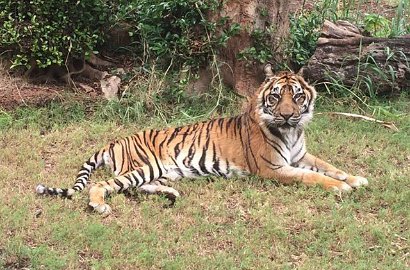 Derita Komplikasi, Harimau Sumatera Tertua di Dunia Disuntik Mati