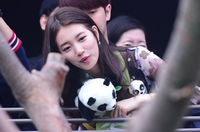 Wah, Suzy miss A Terpilih Jadi Ambassador Taman Safari Khusus Panda