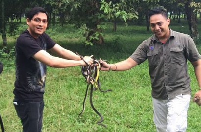 Lucky Hakim Tuai Kecaman Netter Usai Lepas Ular Miliknya ke Alam