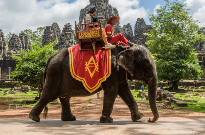 Seekor Gajah di Kamboja Mati Serangan Jantung Usai Mengantar Turis