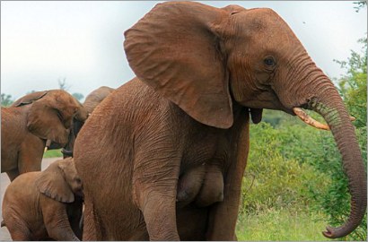 Punya 'Payudara' Bak Manusia, Gajah di Afrika Ini Bikin Gagal Fokus