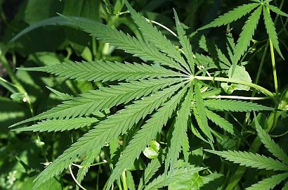Tanam Ganja di Kamar Apartemen, Seorang Pria Diciduk Aparat