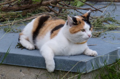 Tendang Kucing ke Empang, 2 Mahasiswa Surabaya Dihukum Kerja di Penampungan Kucing