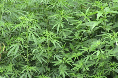 Bahaya, Ada Ladang Ganja di Madura