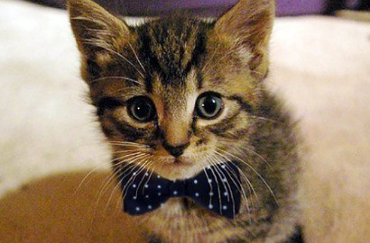 Dengan Kalung Ini, Tak Lama Lagi Kucing Dapat Diajak Bicara