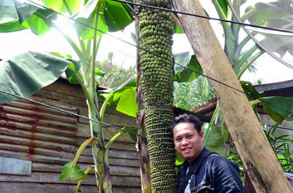 Tandan Pisang di Aceh Lebih Tinggi dari Orang Dewasa Jadi Perhatian Warga