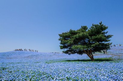 Bagaikan Lukisan, Ini Foto-Foto Keindahan Jepang Kala Musim Semi