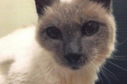 Scooter Kucing Siam Tertua Dunia Mati di Usia '136 Tahun'