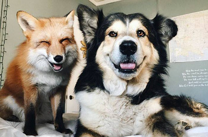Menggemaskan, Persahabatan Antara Rubah dan Anjing Ini Bikin Netter Heboh