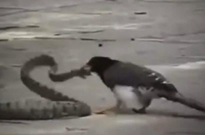 Pembalasan, Induk Burung Patuk Ular Kobra Pemakan Anaknya Hingga Mati