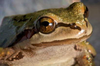Bikin Geger, Katak Ini Punya 'Alat Vital' Super Besar