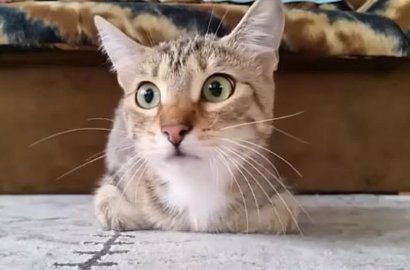 Kocak, Begini Ekspresi Tegang Seekor Kucing Saat Menonton Film Horor