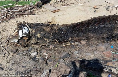 'Monster Laut' Ditemukan Terdampar di Pantai Inggris, Seperti Apa?