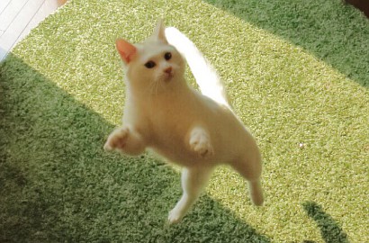 Bikin Gemes, Kucing Ajaib Ini Jago Banget Menari Balet