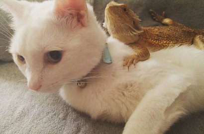 Sahabat Beda Spesies, Unyunya Kucing Ini Peluk Cium Iguana