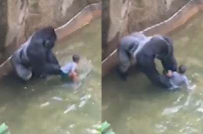 Kasihan, Gorila Ini Ditembak Mati Usai 'Selamatkan' Bocah yang Tercebur