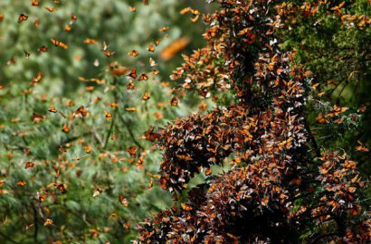 Wow, Cantiknya Hutan di Meksiko Ini Dipenuhi Jutaan Kupu-Kupu