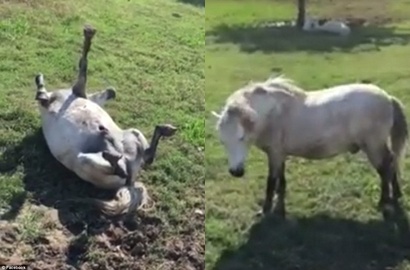 Punya Hobi Pura-Pura Mati, Video Kuda Bernama Pinto Ini Jadi Viral
