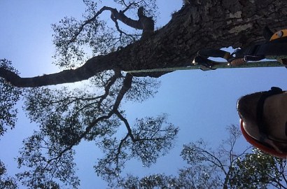 Wow, Pohon Raksasa di Borneo Capai 2 Kali Tinggi Candi Prambanan