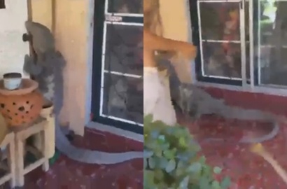 Bak Godzilla, Kadal Raksasa Ini Nempel di Rumah Warga Thailand