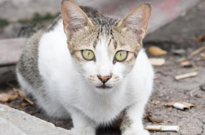 Lakukan Pembunuhan Massal Pada Kucing, Dua Pria Ini Dikecam Netter
