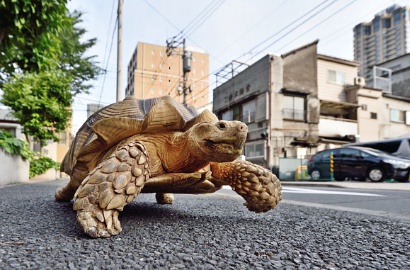 Gemes Banget, Kura-Kura Raksasa Ini Hobi Temani Majikan Jalan-Jalan