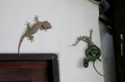 Heroik, Tokek Ini Selamatkan Nyawa Temannya dari Belitan Ular