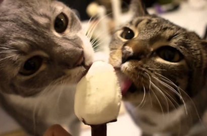 Kasihan Tapi Lucu, Begini Ekspresi Kucing Saat Ngilu Karena Makan Es Krim