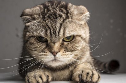 Disandera Kucing Peliharaan, Pasangan Suami Istri di Amerika Lapor Polisi