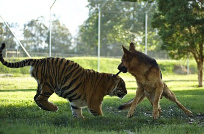 Manisnya Persahabatan Antara Harimau dan Anjing di Australia