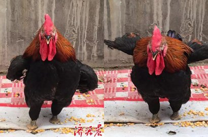 Cacat, Ayam Jantan Ini Justru Kelihatan Gagah dan Keren