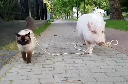 Bertingkah Bak Manusia, Lucunya Kucing Ini Ajak Babi Jalan-Jalan