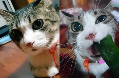 Suka Makan Sayuran, Kucing Lucu Ini Terkenal di Medsos